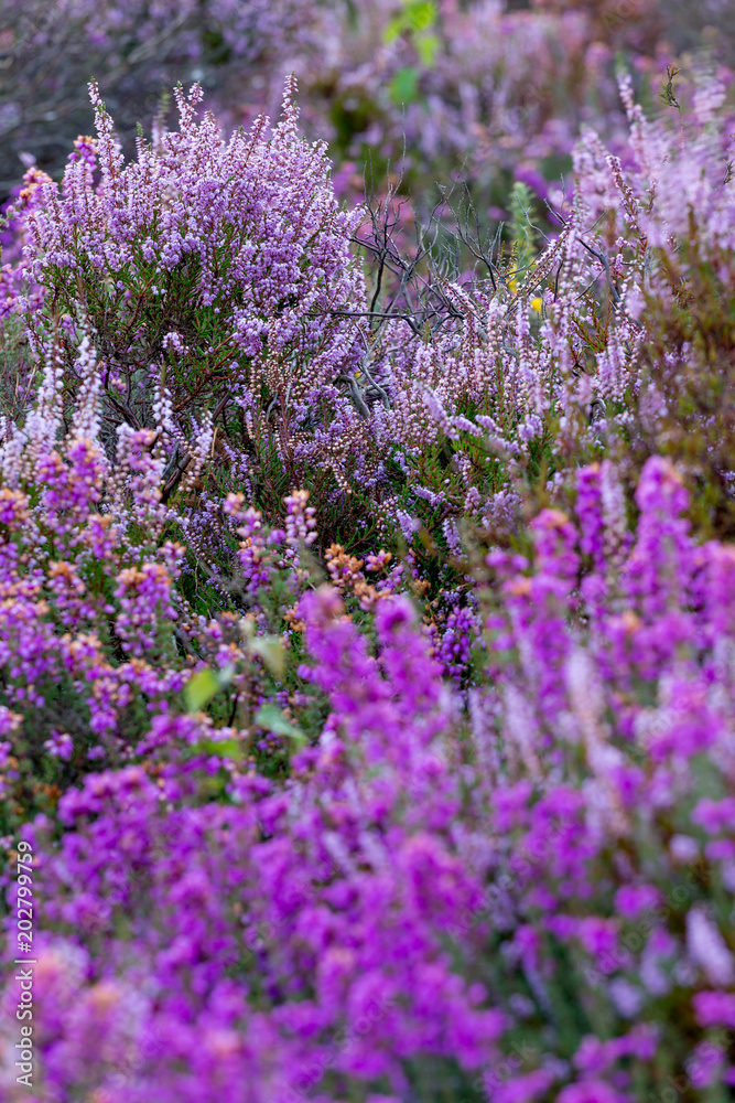 Fototapeta premium Colourful purple and pink heather