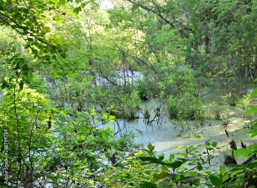 Fototapeta Naklejka Na Ścianę i Meble -  Swamp near Charleston in South Carolina.