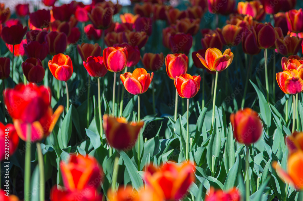 Red tulips, darwin hybrid with shadow under tree Red tulips, darwin hybrid with shadow under tree