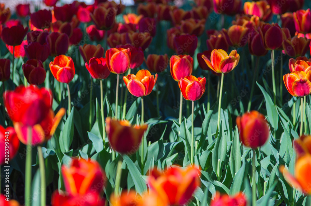 Red tulips, darwin hybrid with shadow under tree