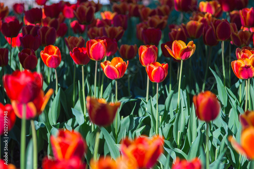 Red tulips, darwin hybrid with shadow under tree