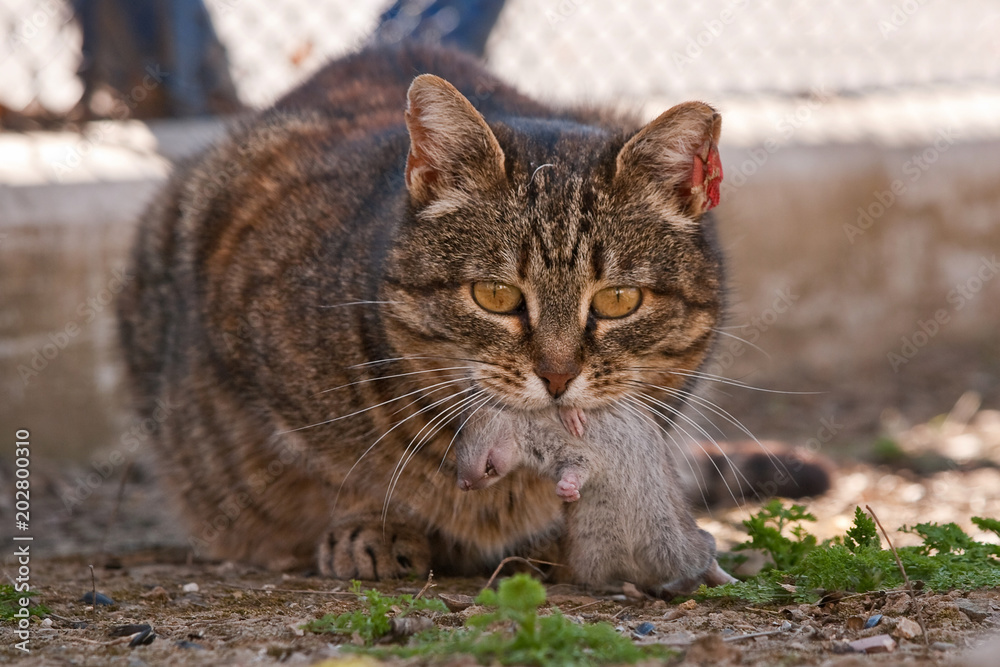 Cat caught a rat and holds it in his mouth