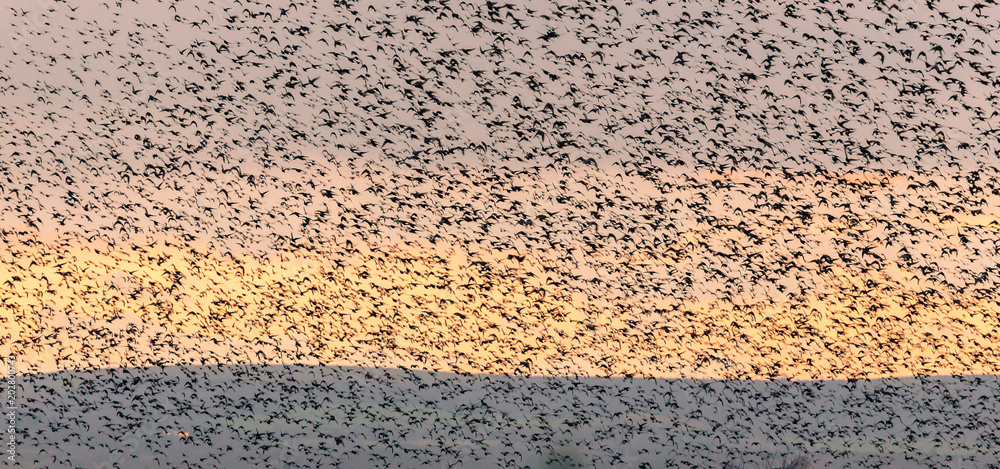 Starlings murmification Starlings murmification