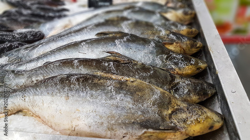 Wallpaper Mural Iridescent shark, Striped catfish, Sutchi catfish on ice Torontodigital.ca