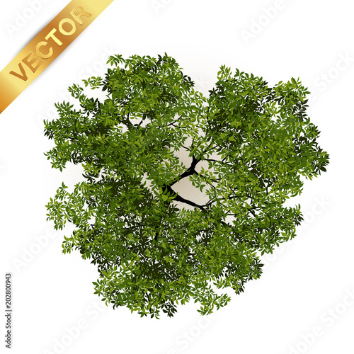 Trees top view for landscape vector illustration.