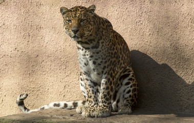 Fototapete Panther Gefleckter Leopard sonnt sich in Wildnis  © photoPepp