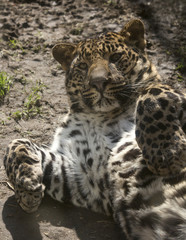 Fototapete Panther Gefleckter Panther liegt auf dem Rücken  © photoPepp