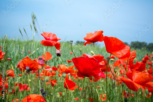 Horizontal View of Close Up of Poppies Meadow on blur Background