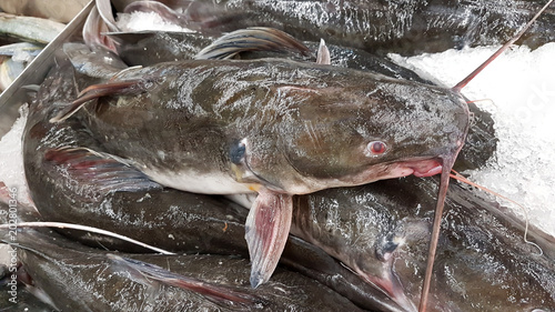 Wallpaper Mural Walking catfishes  on ice Torontodigital.ca