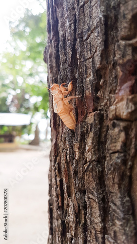 Wallpaper Mural husk of cicada on tree Torontodigital.ca