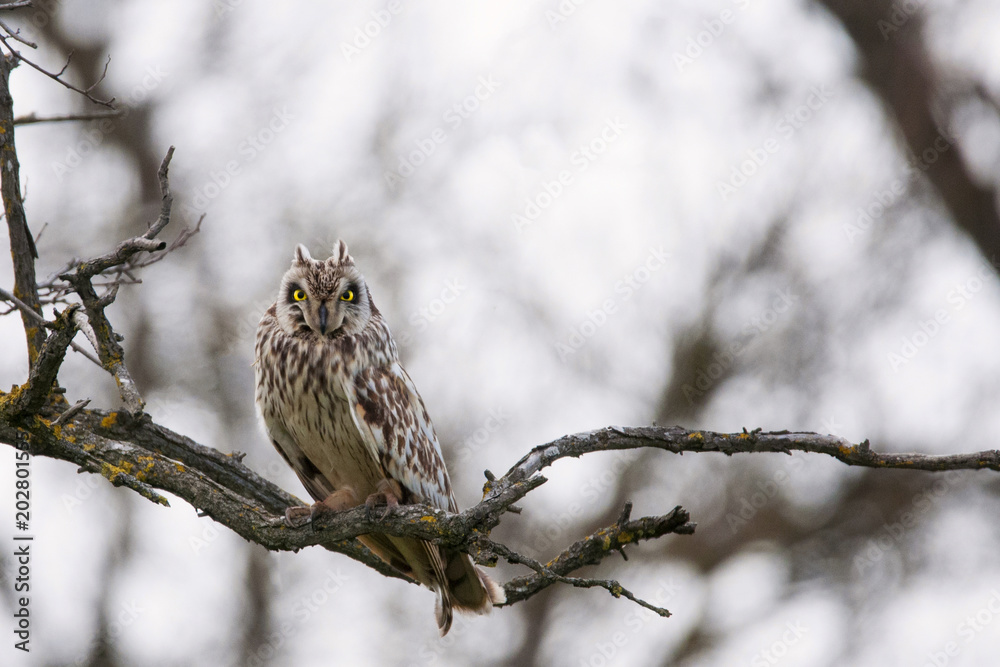 Short-eared Owl (Asio flammeus) sits on a tree branch Short-eared Owl (Asio flammeus) sits on a tree branch