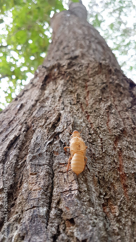 Wallpaper Mural husk of cicada on tree Torontodigital.ca