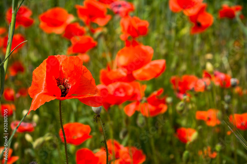 Horizontal View of Close Up of Poppies Meadow on blur Background
