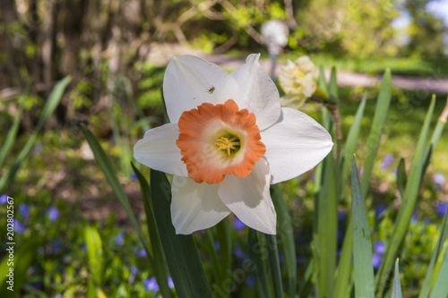 Fototapeta Naklejka Na Ścianę i Meble -  Pretty daffodil flower in the garden