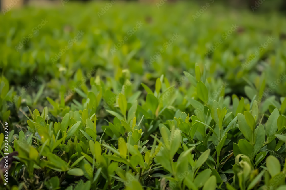 green plants background soft focus background with space for copy or text green plants background soft focus background with space for copy or text