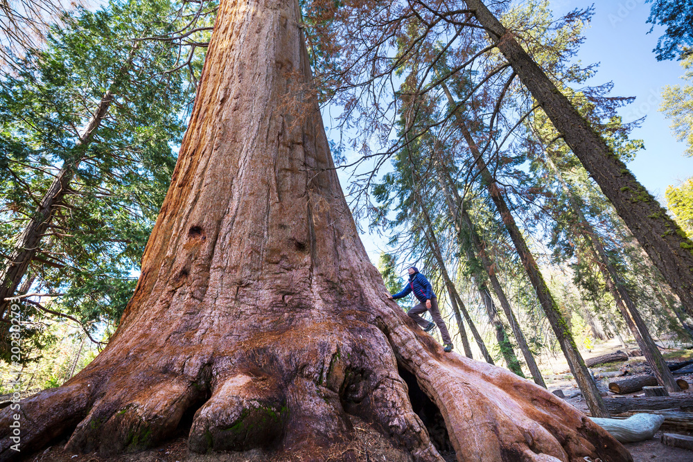 Fototapeta premium Sequoia