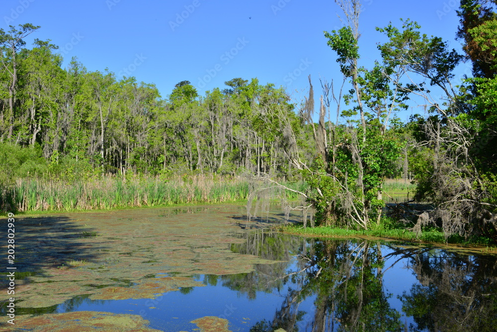 Swamp near Charleston in South Carolina. Swamp near Charleston in South Carolina.