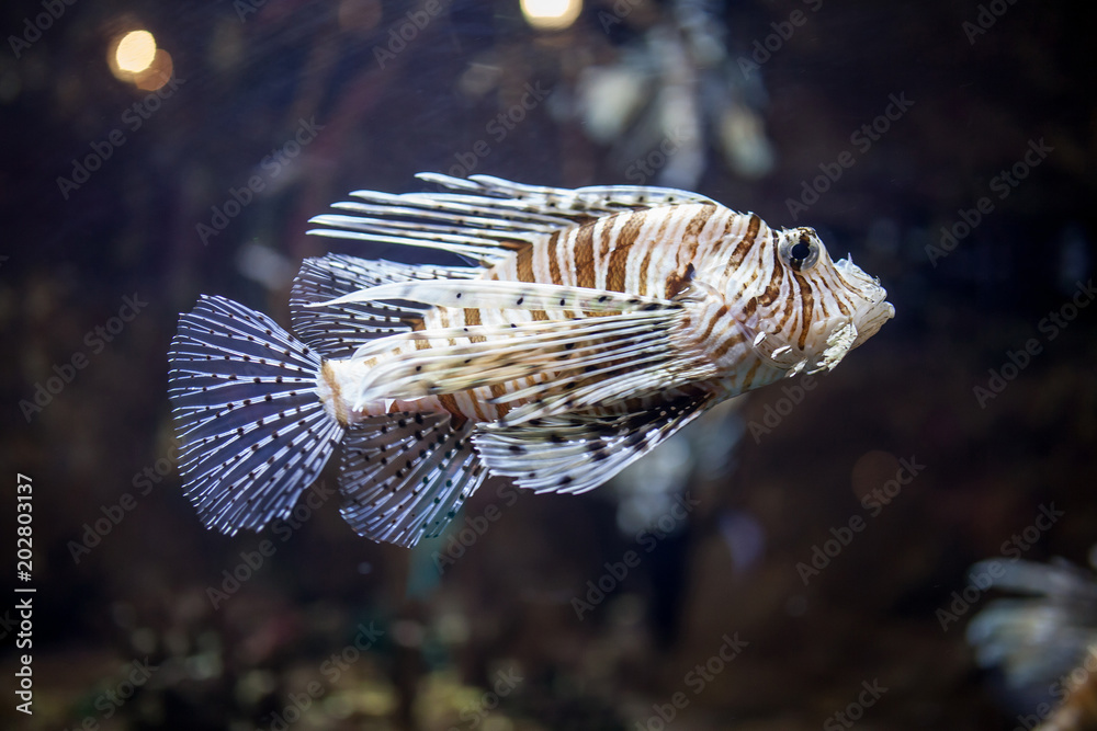 Fotografie exotic fish in aquarium
