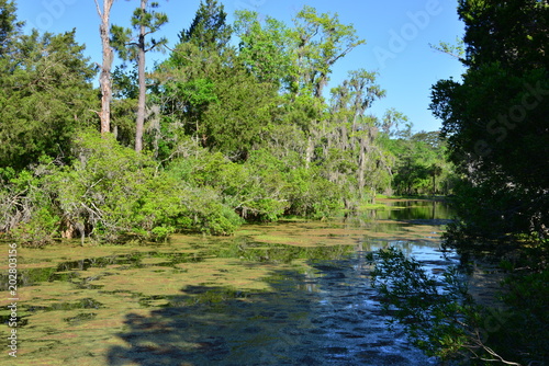 Swamp near Charleston in South Carolina.