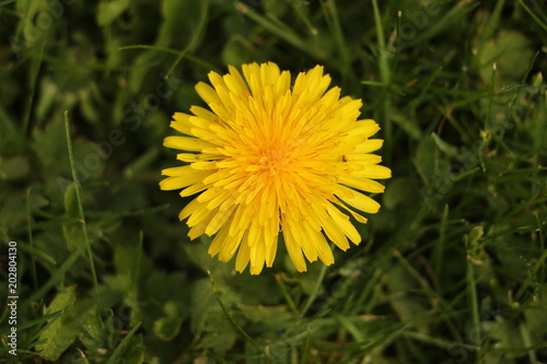 Fototapeta Naklejka Na Ścianę i Meble -  Nahaufnahme einer Löwenzahnblüte