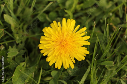 Fototapeta Naklejka Na Ścianę i Meble -  Nahaufnahme einer Löwenzahnblüte