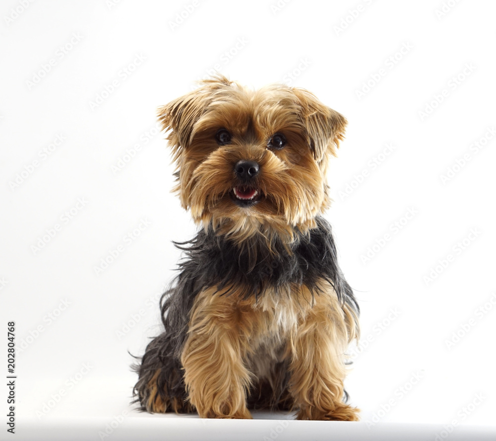 Yorkshire Terrier 1 Jahr alt Haustier Hund Yorkshire Terrier 1 Jahr alt Haustier Hund