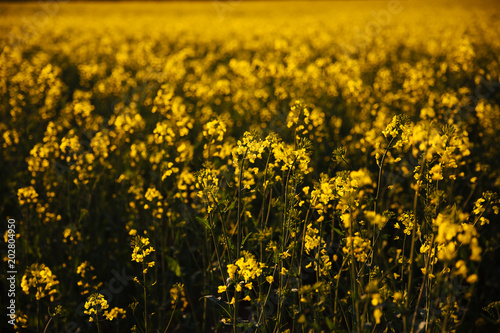 Yellow field at sunset © OSORIOartist