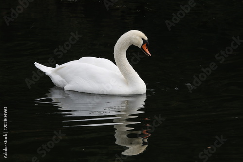 Fototapeta Naklejka Na Ścianę i Meble -  Reflections Of A Swan