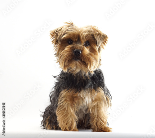 Yorkshire Terrier 1 Jahr alt Haustier Hund © wetzkaz