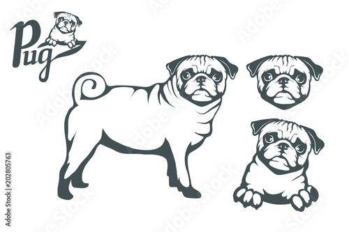 Pug dog set. Head of an pug. Pets for design. Vector graphics to design.
