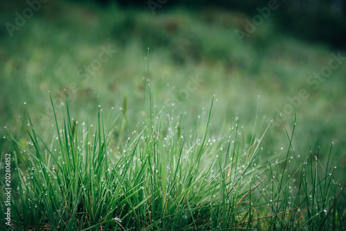 Fresh green wet grass with morning water drops in mountains, natural background. Close up with shallow focus