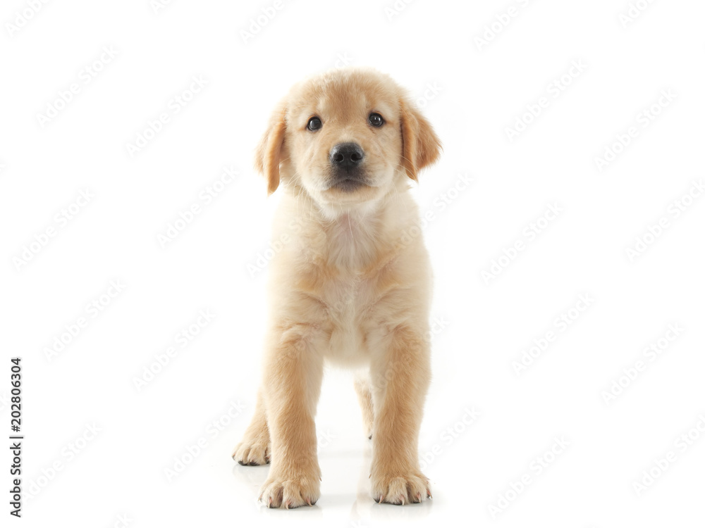 Puppy dog golden retriever on white background Puppy dog golden retriever on white background