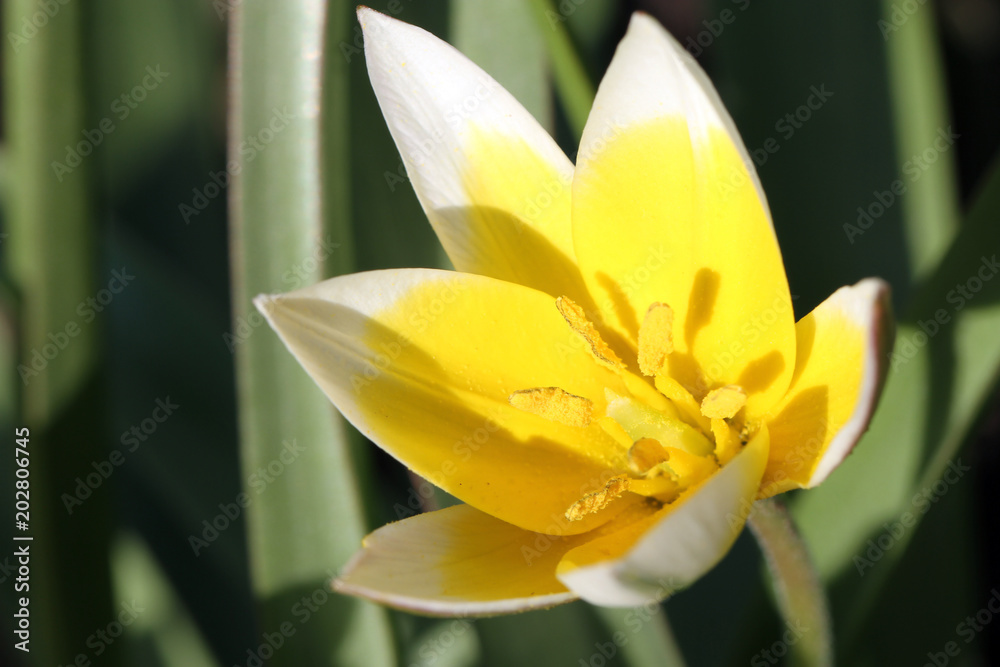 yellow flower in the spring garden yellow flower in the spring garden