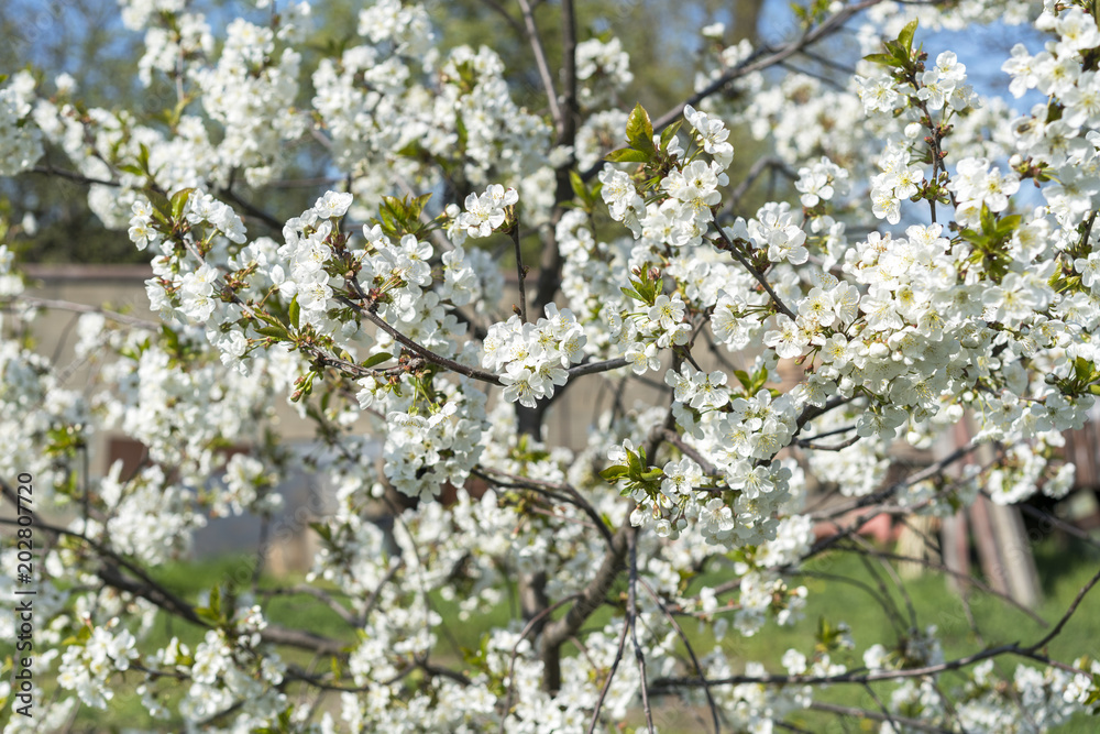 The branches of a blossoming tree. Cherry tree in white flowers. Blurring background The branches of a blossoming tree. Cherry tree in white flowers. Blurring background