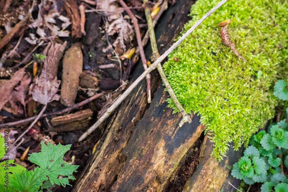 Green Mossy Fallen Tree Trunk Log Branches Ground Forest Plants Green Mossy Fallen Tree Trunk Log Branches Ground Forest Plants