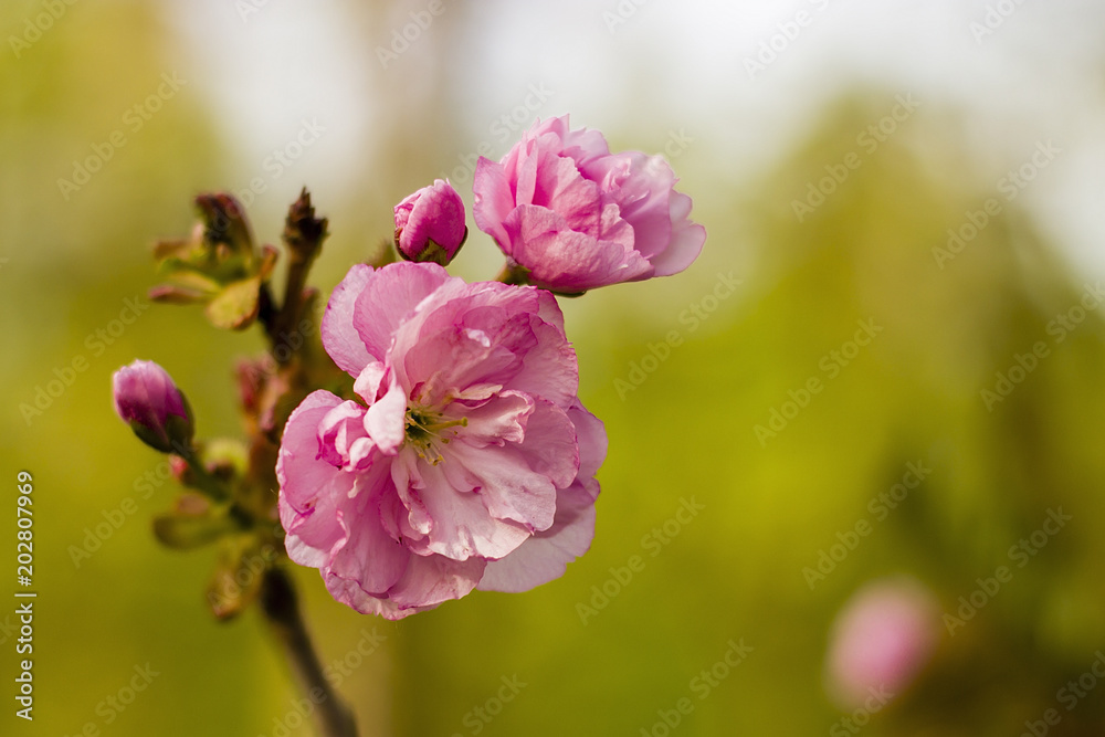 Soft focus Cherry Blossom or Sakura flower on nature background Soft focus Cherry Blossom or Sakura flower on nature background