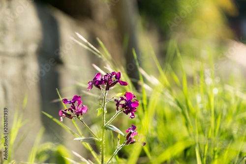 Meadow flowers. Slovakia photo