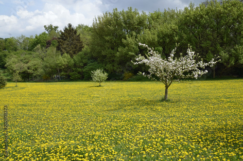 Fototapeta Naklejka Na Ścianę i Meble -   rheinhessen im frühling