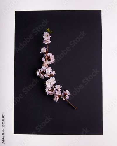 Fototapeta Naklejka Na Ścianę i Meble -  A branch of cherry blossoms, sakura on a black background with a white frame. Exquisite Japanese minimalism. The beauty of spring nature.