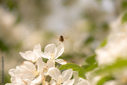 Bee collects honey in apple blossom - honeybee