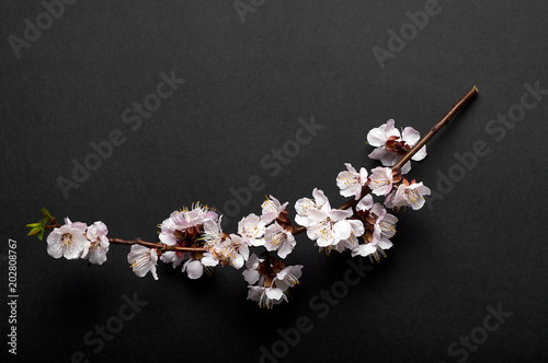A branch of cherry blossoms, sakura on a black background with a white frame. Exquisite Japanese minimalism. The beauty of spring nature.