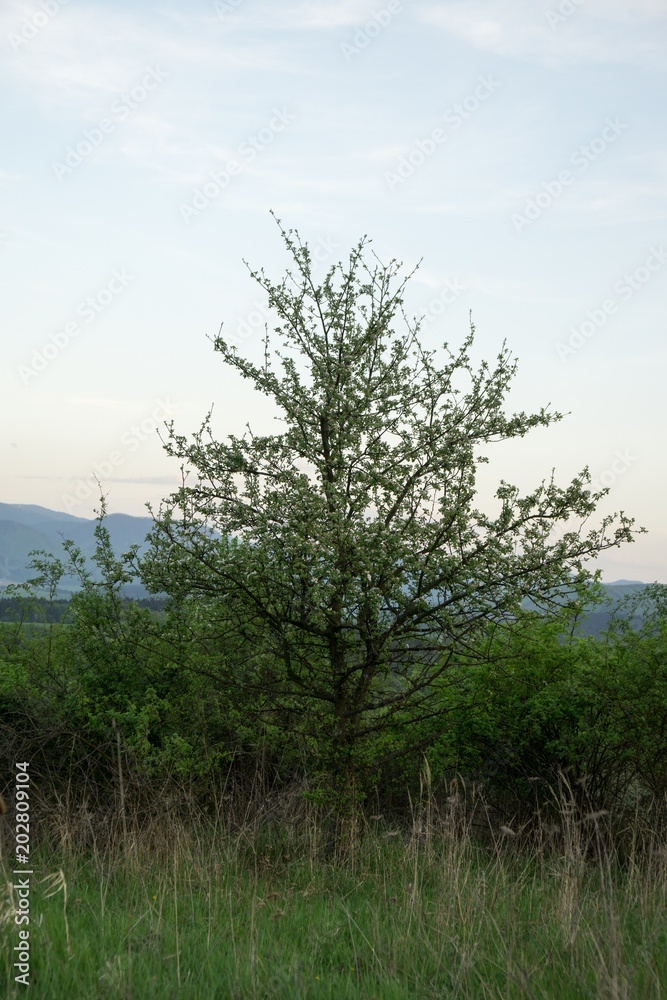 Spring tree flowering white blooming tree. Slovakia Spring tree flowering white blooming tree. Slovakia