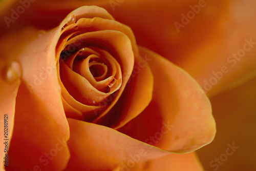 Orange Rose 3