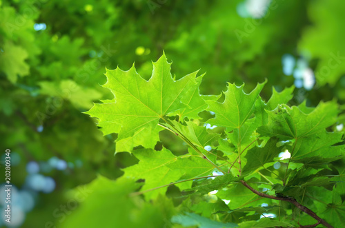 Spring leaf of chestnut.