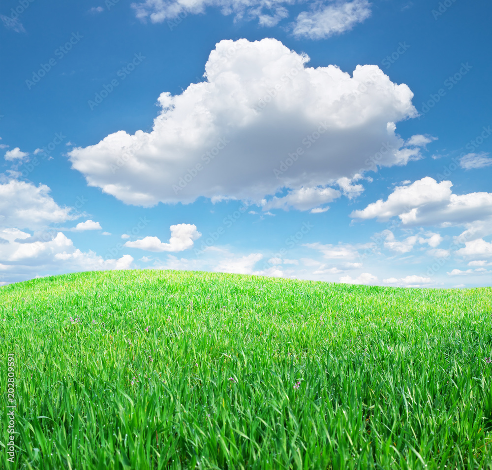 Grass and deep blue sky