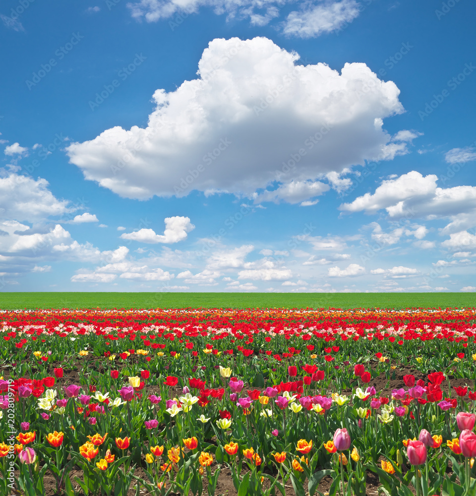 Meadow of tulips.