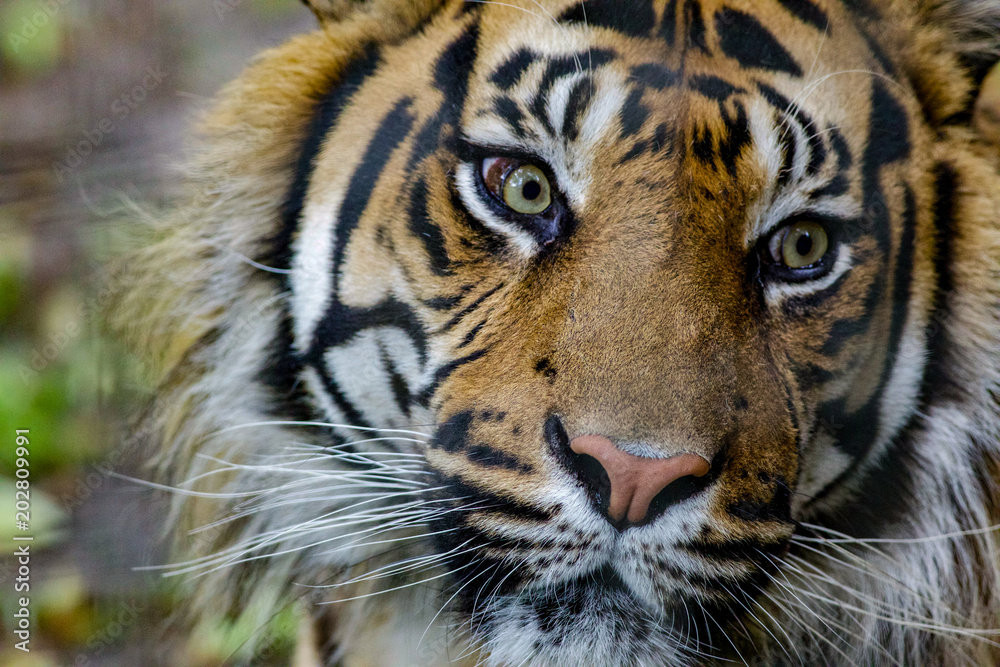 Naklejka premium Tiger