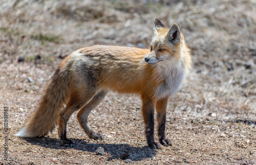 A Beautiful Red Fox in Colorado © Kerry Hargrove