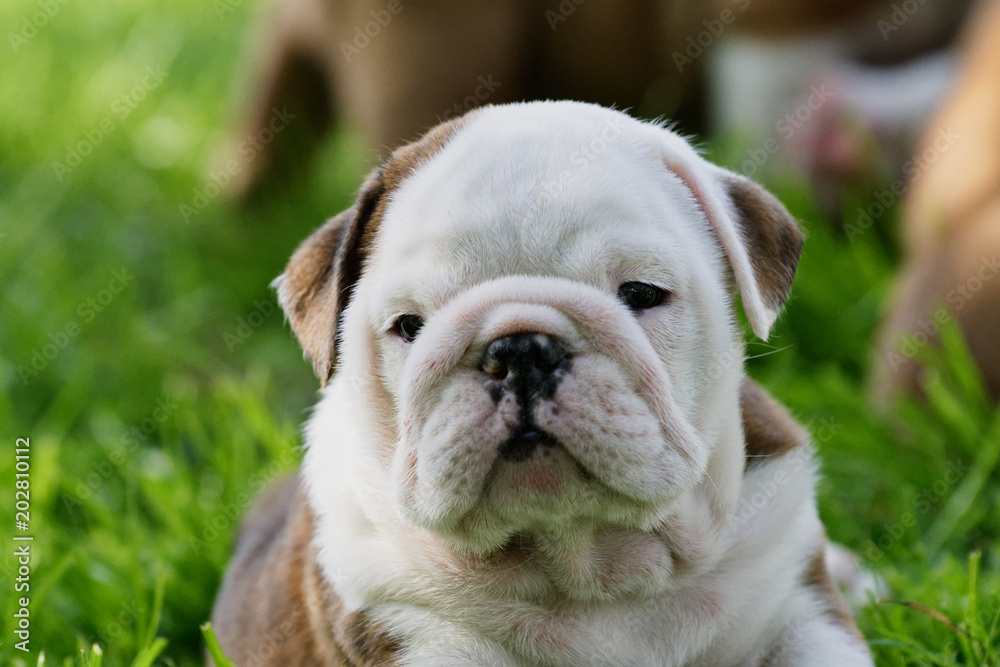 Portrait of the english bulldog outdoo