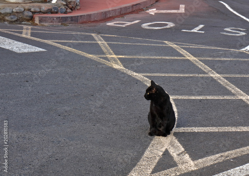 Black cat sitting on the road